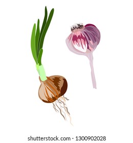 onion and garlic vector isolated