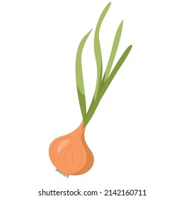 Onion with green feathers on a white background. EPS 10.