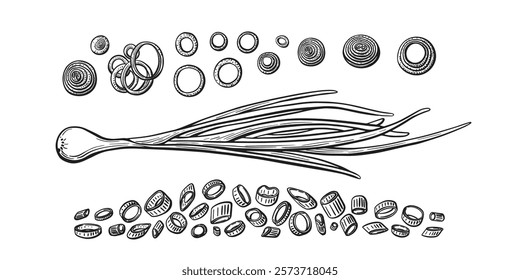 Onion green leaves, half of bulb. Vector hand drawn engraving set. Chopped green chive. Vintage graphic texture sketch. Vitamin vegetarian product. Farm bio vegetables