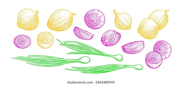 Onion green leaves, red and yellow half of bulb. Vector engraving set of verdure bunch. Chopped chive isolated on white background. Vintage graphic sketch. Vitamin vegetarian product. Farm vegetables