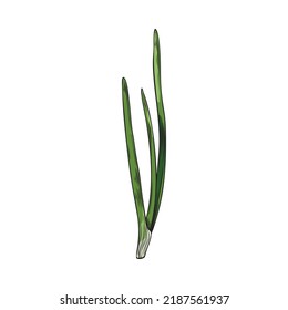 Onion green shoots colorful hand drawn sketch style vector illustration isolated on white background. Spring or green onion edible scallions plant shoots or stems.