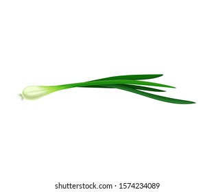 Onion With Green Sprout Vector Item Isolated On White Background