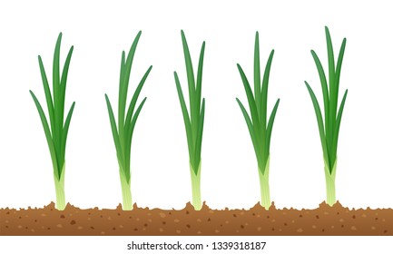 Onion in ground. Ripe green vegetable. Natural food. Organic product for salad. Botanical plant. Agriculture. Healthy meal. Isolated white background. Eps10 vector illustration.