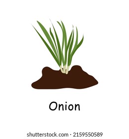 Onion in the ground, vector drawing. Isolated onion plant . Herbal illustration.