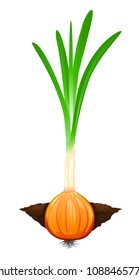 Onion Grow in Ground