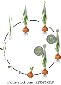 Onion growing circle science illustration