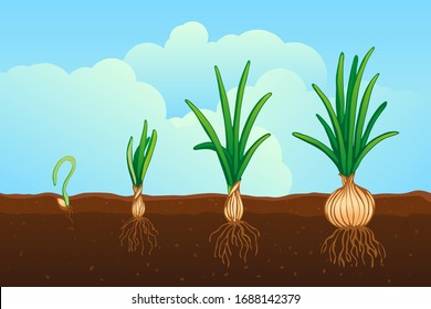 Onion growing in the field vector illustration. Stages of development.