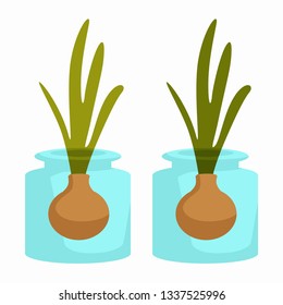 Onion growing vegetables in jars cultivation isolated objects vector agriculture leek home plantation harvest planting seeds glass container windowsill garden planting botany plant development