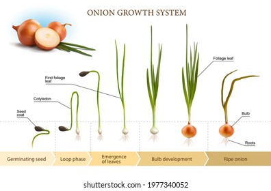 Onion growth infographics. Vector illustration for scientific publications.