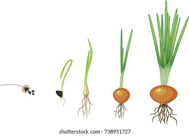Onion growth stages. Bulb of onion grows from seed