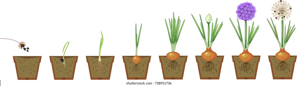 Onion growth stages from seeding to flowering and fruit-bearing plant. Growing green onions in pot