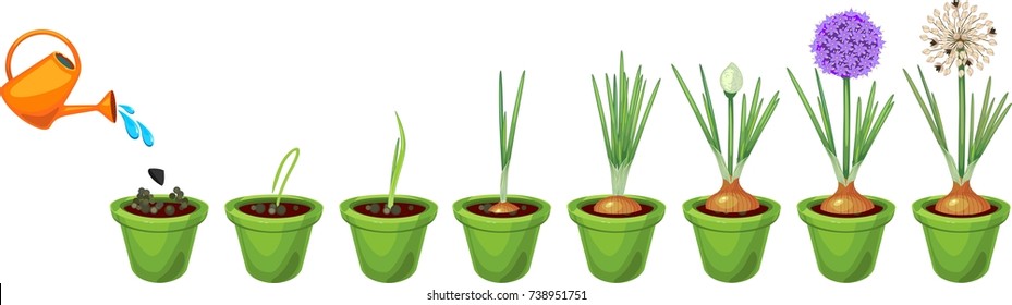 Onion growth stages from seeding to flowering and fruit-bearing plant. Growing green onions in pot