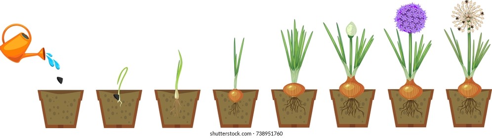 Onion growth stages from seeding to flowering and fruit-bearing plant. Growing green onions in pot