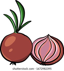 Zwiebeln in der Mitte, Illustration, Vektorillustration auf weißem Hintergrund.