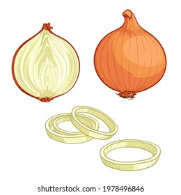 Onion, half an onion, and onion rings. Vector illustration of vegetables in cartoon style.