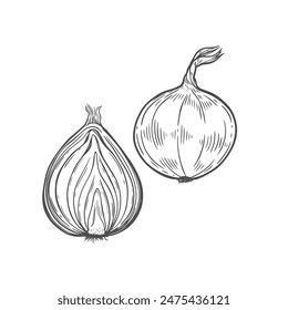 Onion in half and whole vector illustration.