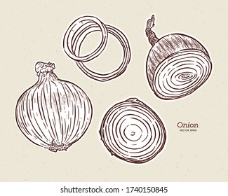 Cebolla, vector de dibujo a mano.