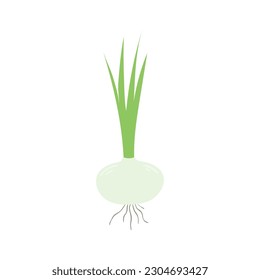 Onion hand drawn illustration. Cartoon style flat design, isolated vector. Summer, autumn print element, farming, gardening, harvest, agriculture, healthy food, vegetarian diet seasonal ingredient