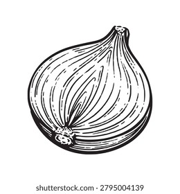 Onion hand drawn illustration. Onion vector sketch