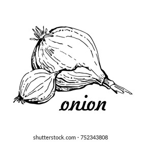 Onion hand drawn. line vector. Farm market product