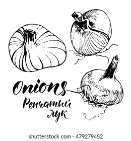 Onion hand drawn set. Onion collection.