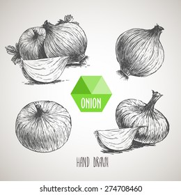 Onion hand drawn set. Herbs and spices vector illustration