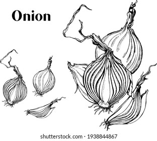 Onion hand drawn set. Whole, sliced vegetable. Ink botanical vintage illustration. Isolated Vegetable engraved on white background. Detailed vegetarian food drawing. Great for menu, label, icon