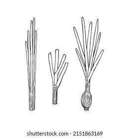 Onion hand drawn sketch vector doodle illustration. Green vegetables healthy food clipart
