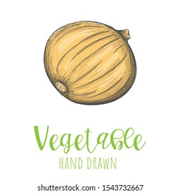 Onion hand drawn vector illustration, isolated sketched design element.