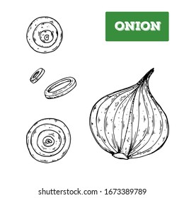 Onion hand drawn vector illustration. Isolated sketch of onion slice. Engraved illustration. Black and white.
