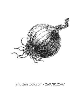 Cebolla, Ilustración vectorial dibujada a mano, boceto de tinta, producto del mercado agrícola  