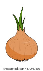 Onion, a hand drawn vector illustration of a fresh onion, isolated on a white background (editable).