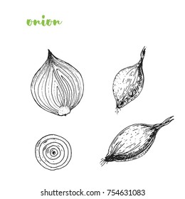 Onion hand drawn vector illustration. Engraved image. Sketch food illustration. Vegetable hand drawn.