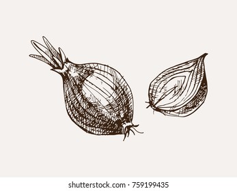 Onion Hand Drawn Vector Illustration