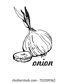 Onion hand drawn vector. for menu, label, icon