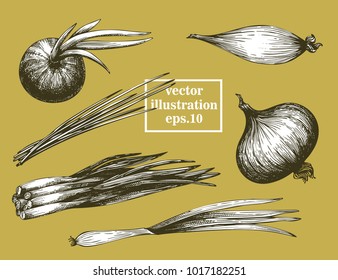 Onion hand drawn vector set. Retro vegetarian food drawing. Can be use for packaging for farm market products, menu, label, icon.