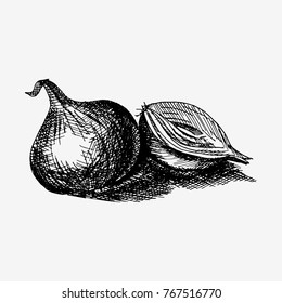 Onion hand drawn. Vector stock illustration. vegetable concept