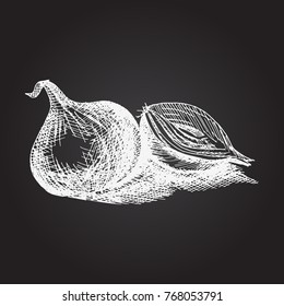 Onion hand drawn. Vector stock illustration. vegetable concept