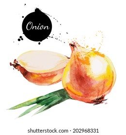 Onion. Hand drawn watercolor painting on white background. Vector illustration