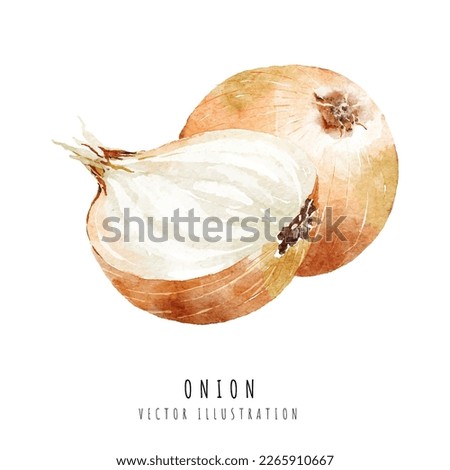 Onion hand drawn watercolor painting isolated on white background