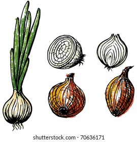 Onion. Hand-drawn illustration converted to vectors. Pastel effect coloring. Colors are ready to change
