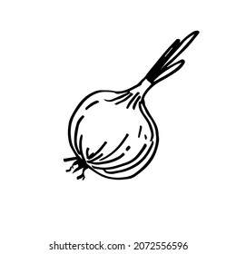 Onion. A hand-drawn sketch. Vector doodle illustration