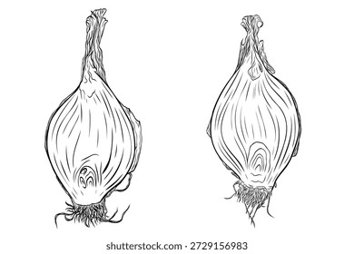 Onion head, cut lengthwise monochrome botanical aromatic vegetables illustration set, clip art . Isolated. Hand-drawn graphic, ink vector. Suitable for cooking, medicine, menu, gardening, restaurants