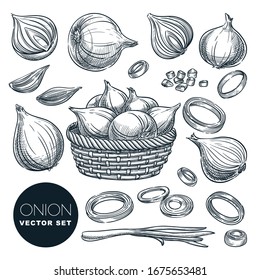 Onion head and green feathers, isolated on white background. Sketch vector illustration. Fresh spice ingredients and salad vegetables. Hand drawn agriculture and farm harvest isolated design elements.