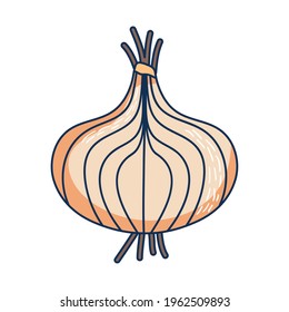 onion head on white background
