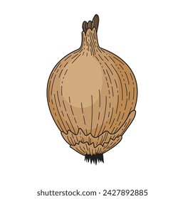 Onion head. Vegetables for vegetarians. Healthy eating. Agricultural culture