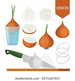 Onion icon set. Whole onion, onion slices, onion rings. Cutting onions, sprouting onions. Vector illustration.