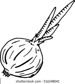 Onion icon. Vector illustration of onion. Hand drawn onion vegetable isolated. 