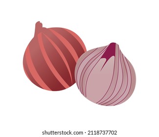 Onion illustration in high resolution for many type of use.