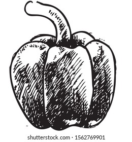 An onion illustration for kitchen needed.